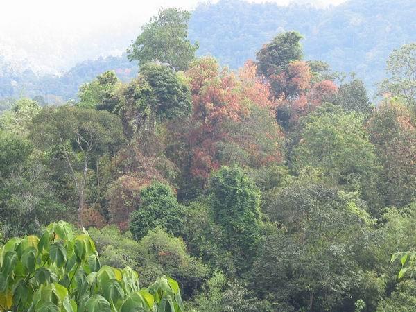 Lata Kijang Waterfalls (accessible by 4WD)